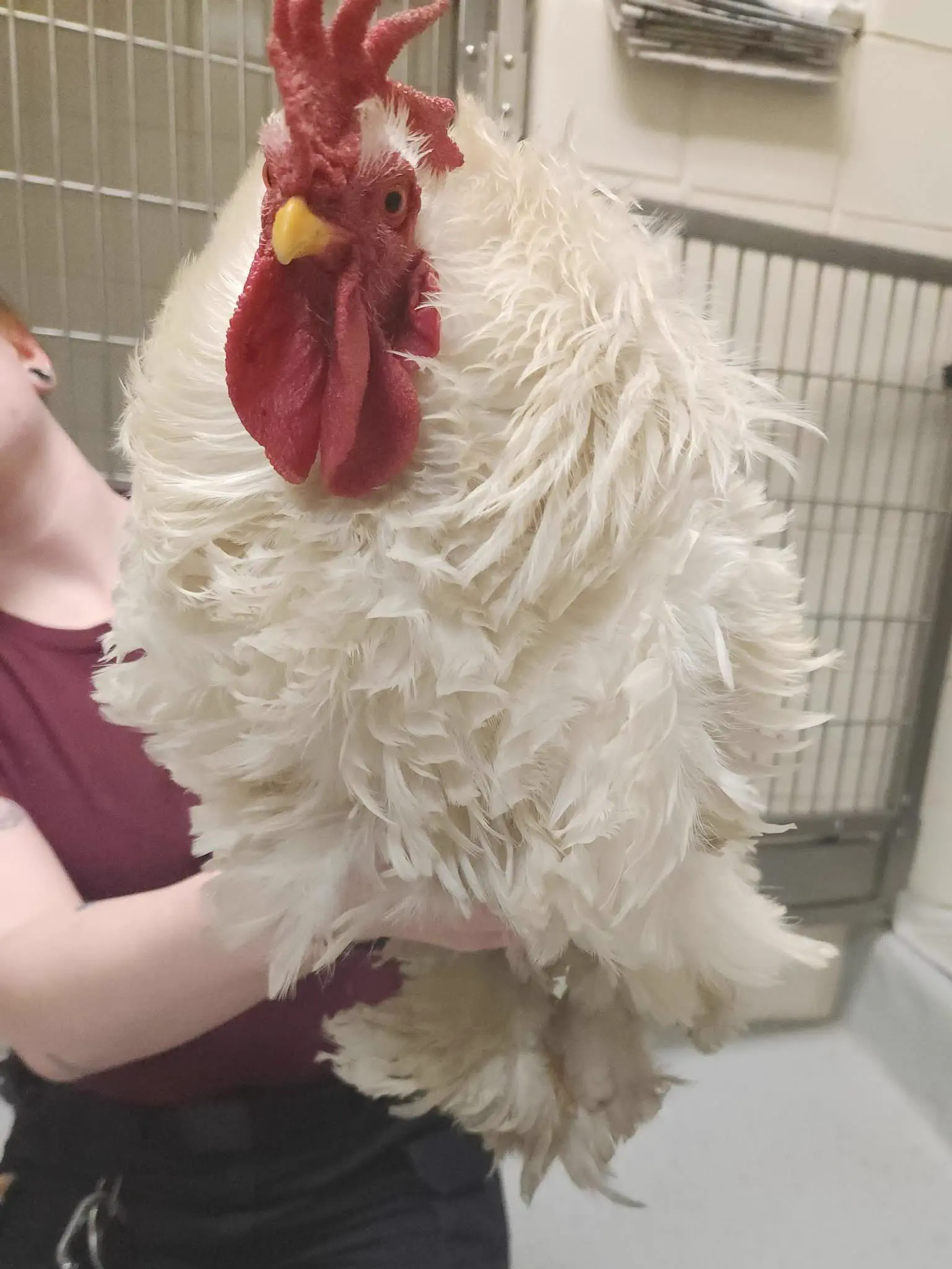 15 Mind-Blowing Oddities That Defy Size Expectations! 🔍🤯 20 Absolute Units of a lost rooster picked up by animal services!