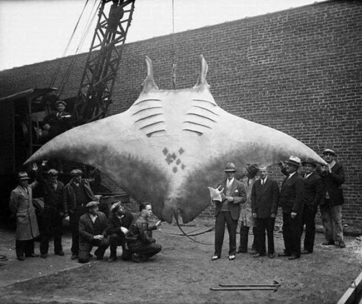 12 Mind-Bending Absolute Units You Need to Witness! 🤯 28 Absolute Units of a Manta Ray