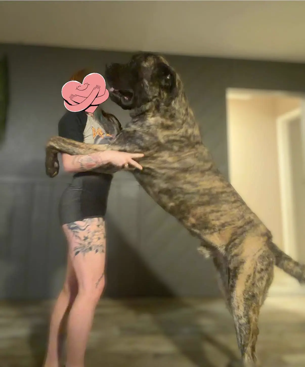 15 Bizarre Absolute Units That Will Bend Your Mind! đ€đ 26 Absolute Units of a Mastiff.