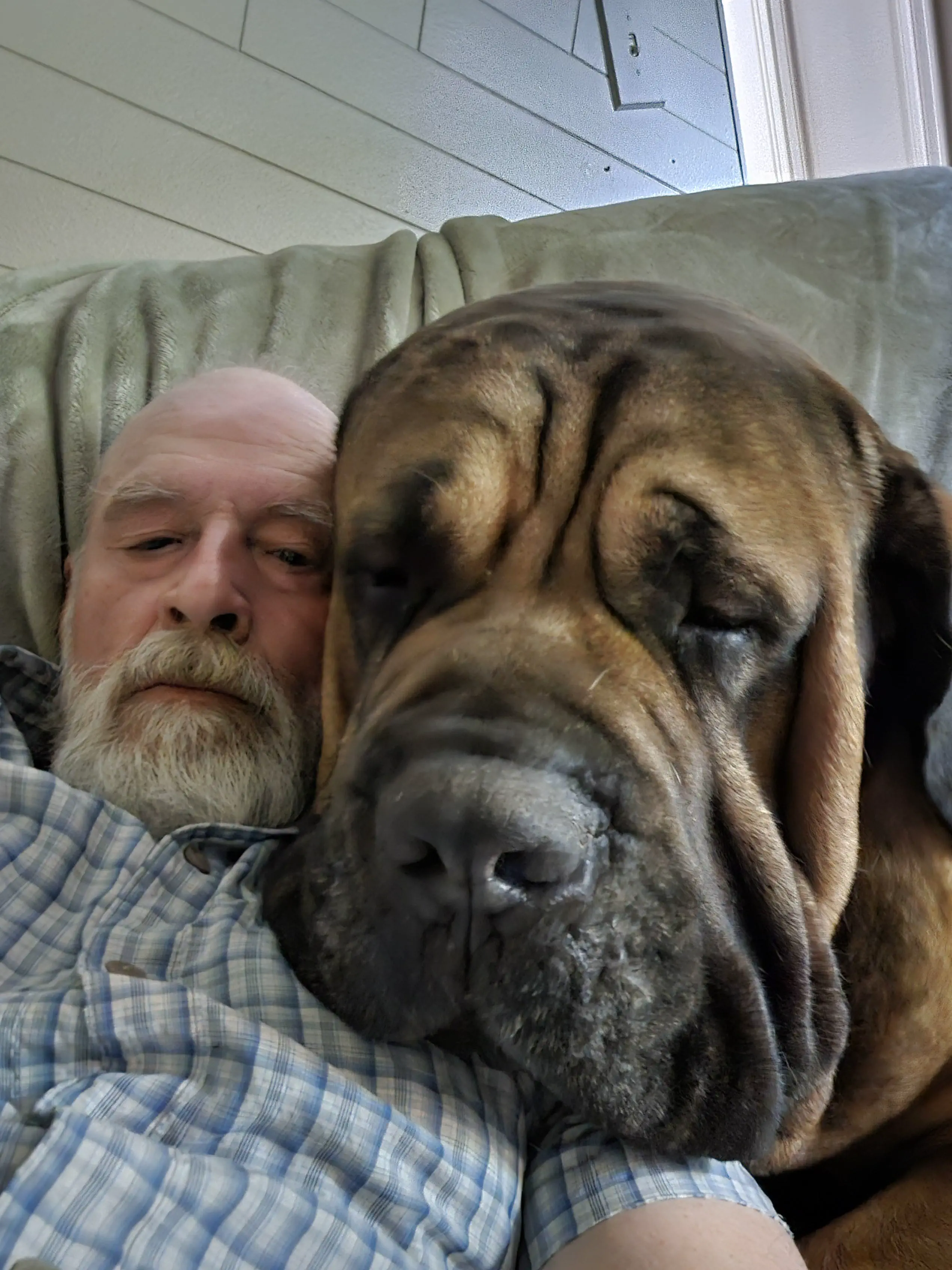 8 Unbelievable Oddities That Redefine What Size Means! 🌍🤯 14 Absolute Units of a Mastiff