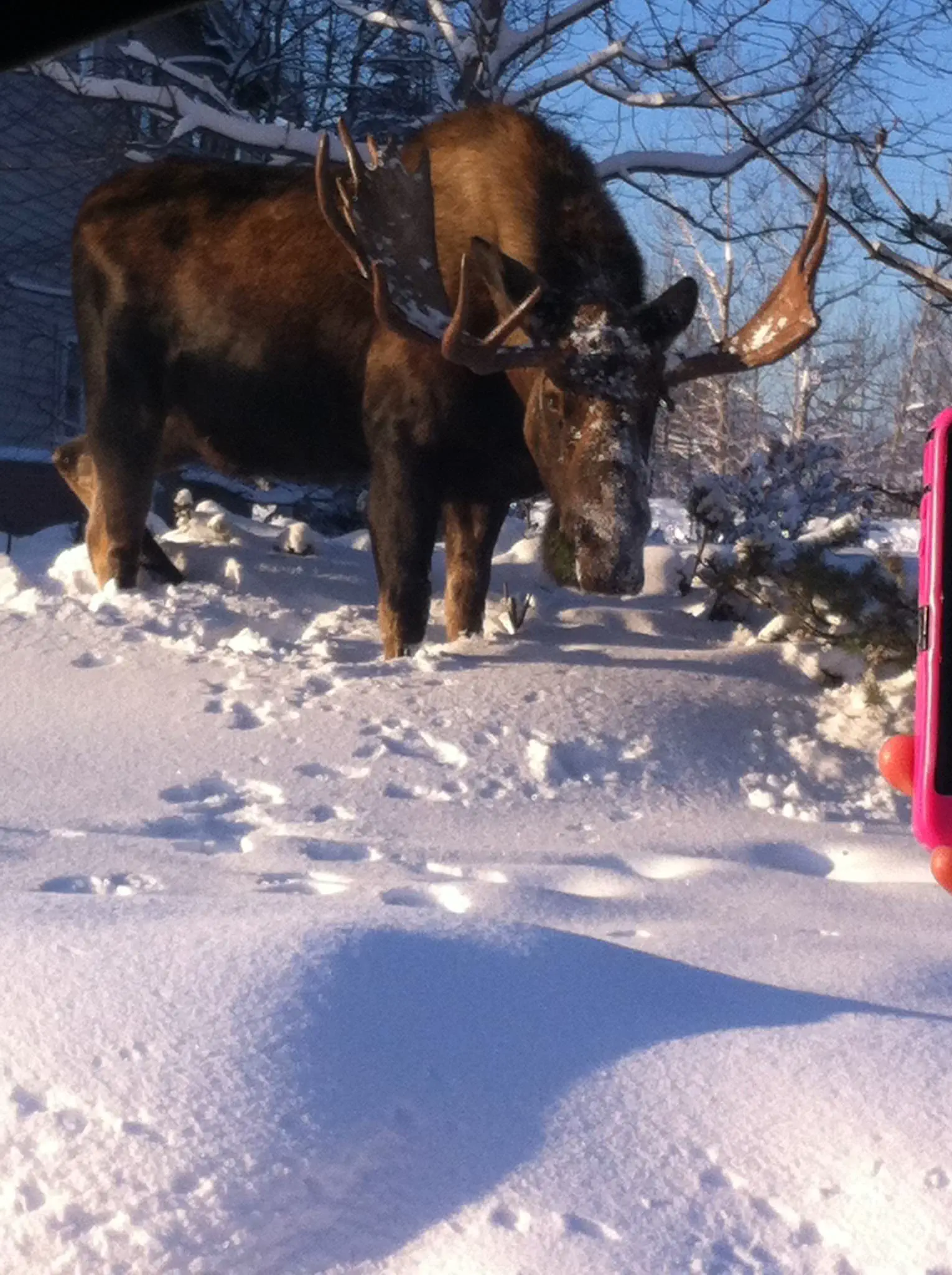 10 Epic Oversized Wonders You Have to Discover! 🐾✨ 19 Absolute Units of a moose