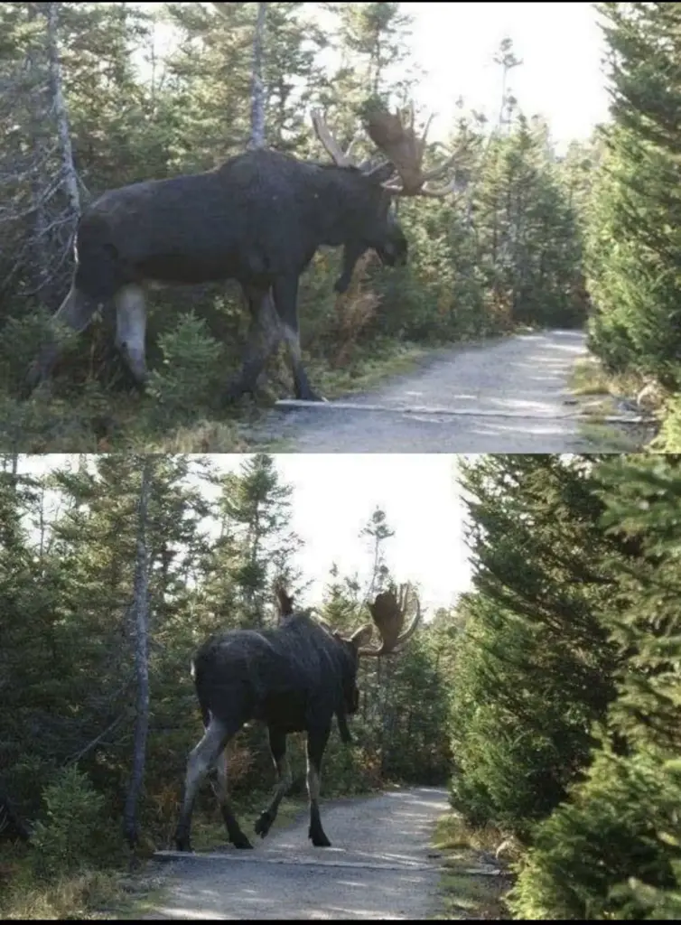 8 Unbelievable Oddities That Redefine What Size Means! 🌍🤯 10 absolute units of a moose