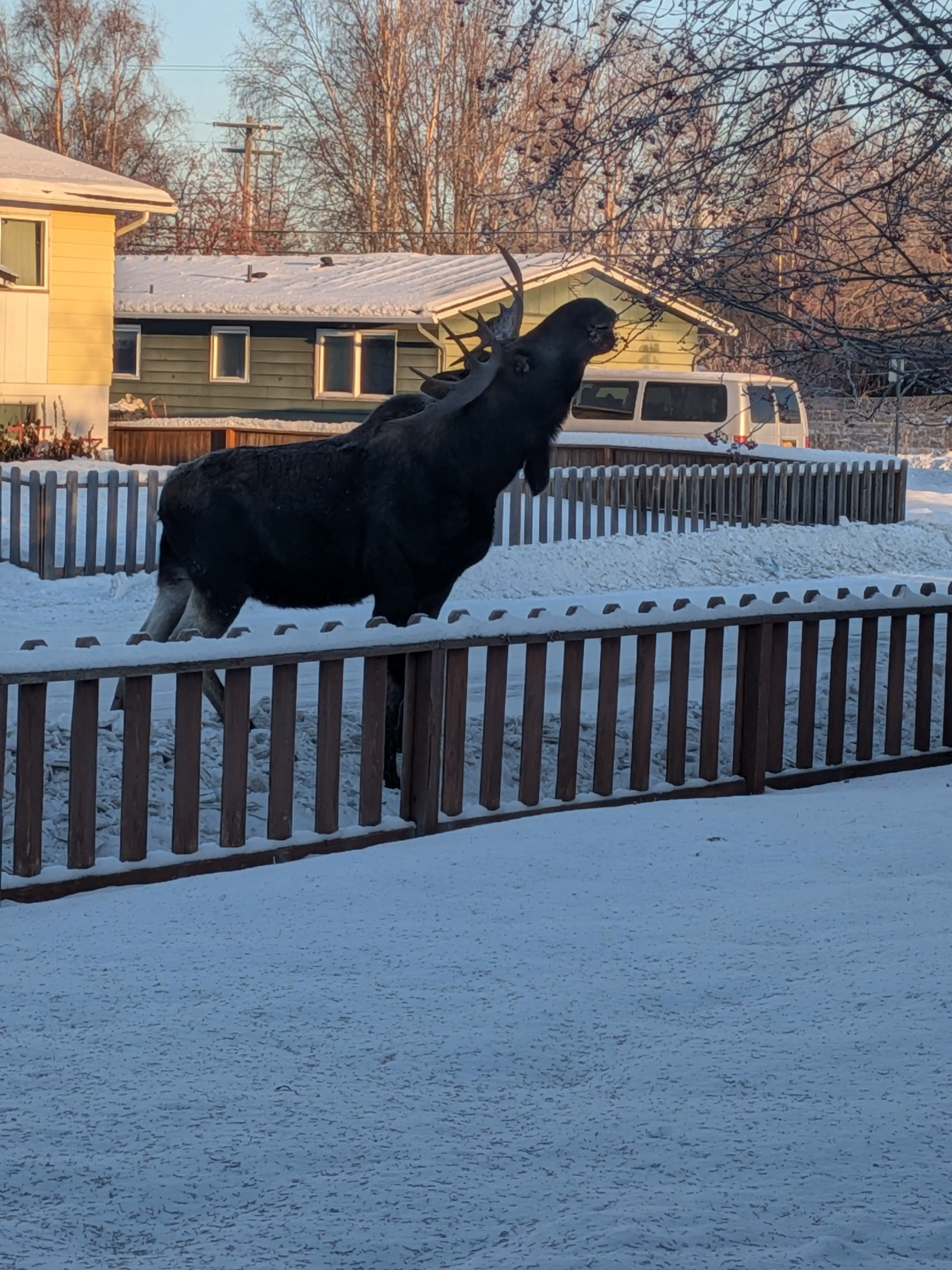 12 Breathtaking Behemoths You Didn't Know Existed! 🌍✨ 22 Absolute Units of a moose eating from the tree in my front yard.