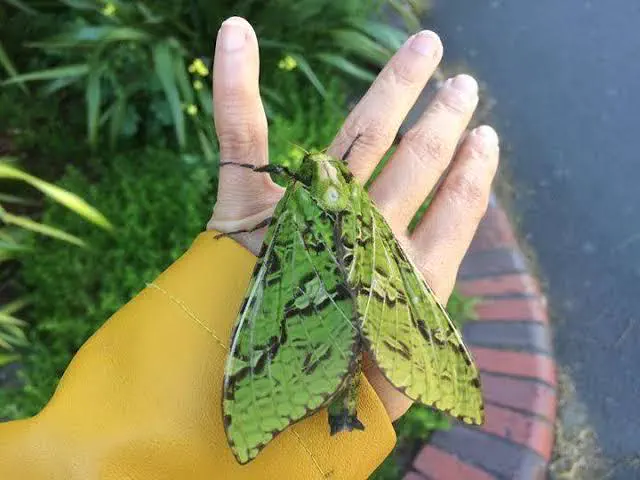 15 Bizarre Absolute Units That Will Bend Your Mind! đ€đ 21 Absolute Units of a moth