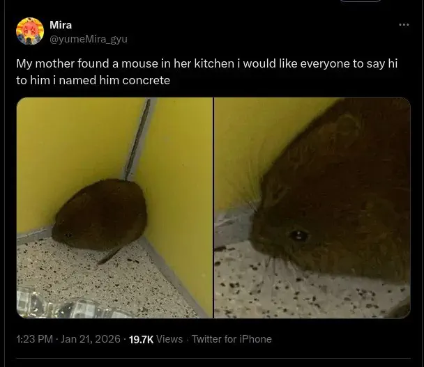 10 Colossal Absolute Units That Will Take Your Breath Away! đ 15 Absolute Units of a mouse