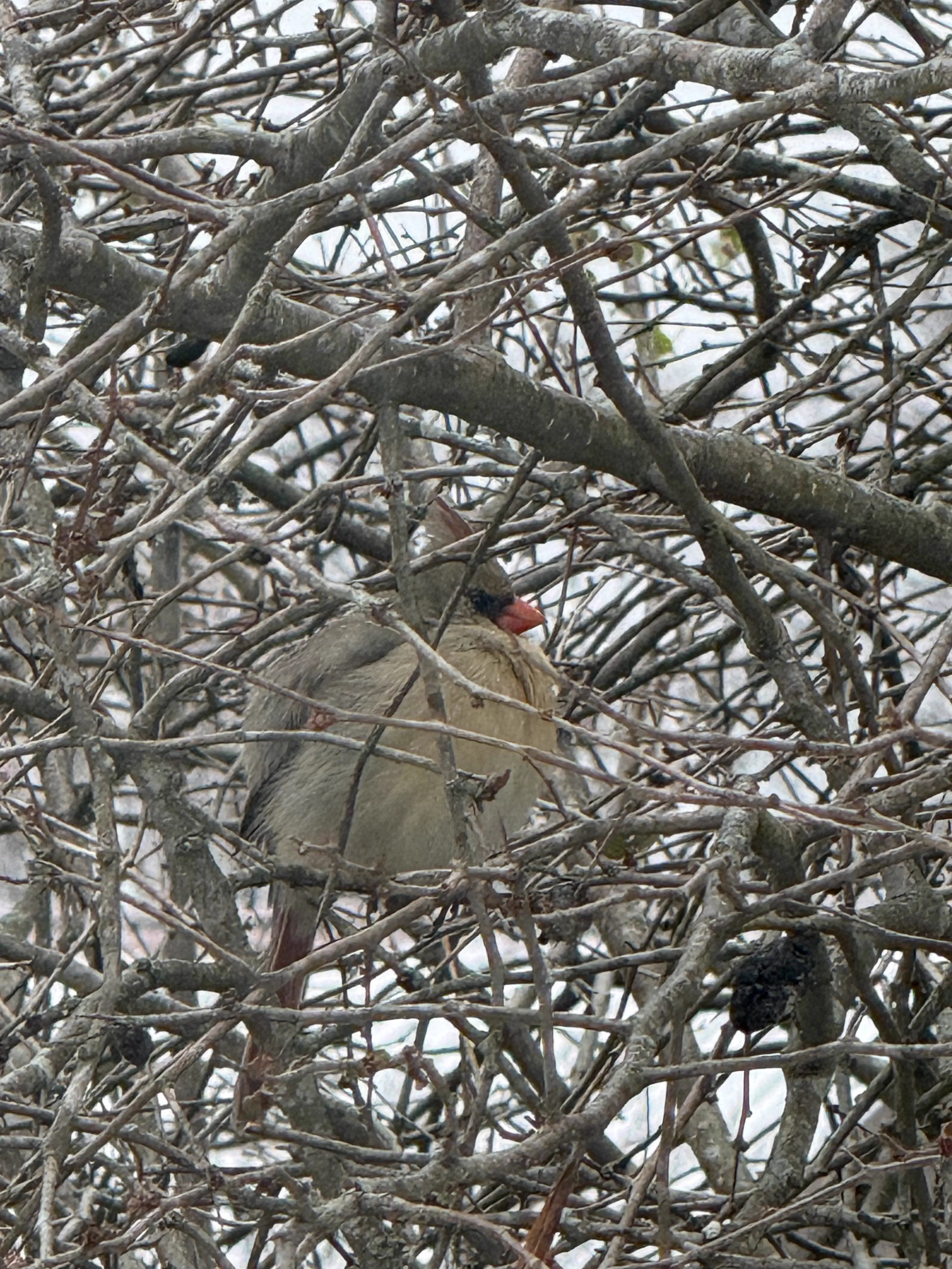 15 Mind-Blowing Oddities That Defy Size Expectations! 🔍🤯 22 Absolute Units of a Northern Cardinal!