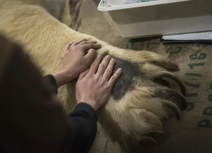 10 Breathtaking Oddities Exceeding Your Size Expectations! đ€Żđ 21 Absolute Units of a paw of a polar bear