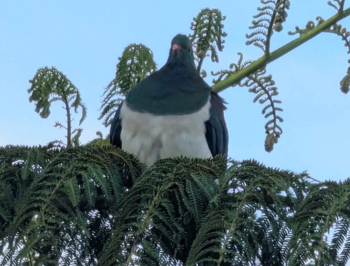 9 Hilarious Absolute Units That Will Leave You Laughing! đ 18 Absolute Units of a Pidgeon (New Zealand KererĆ«)