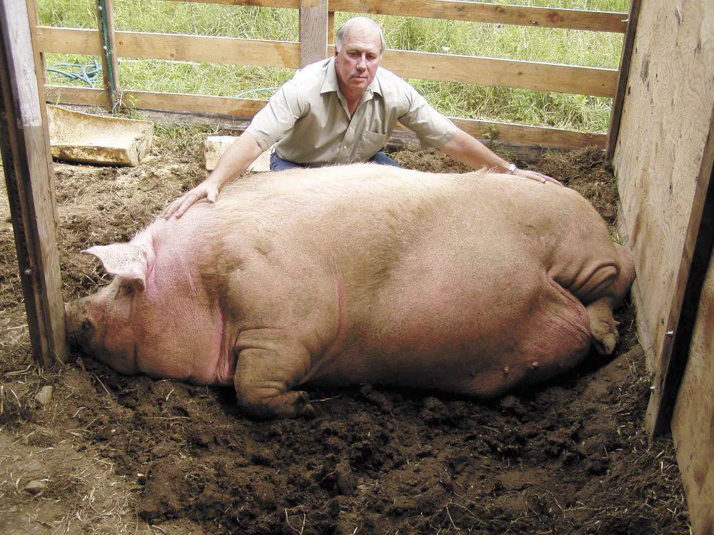 8 Absolute Units That Made Us Question Reality 🫣 12 Enormously large pig standing as an absolute unit
