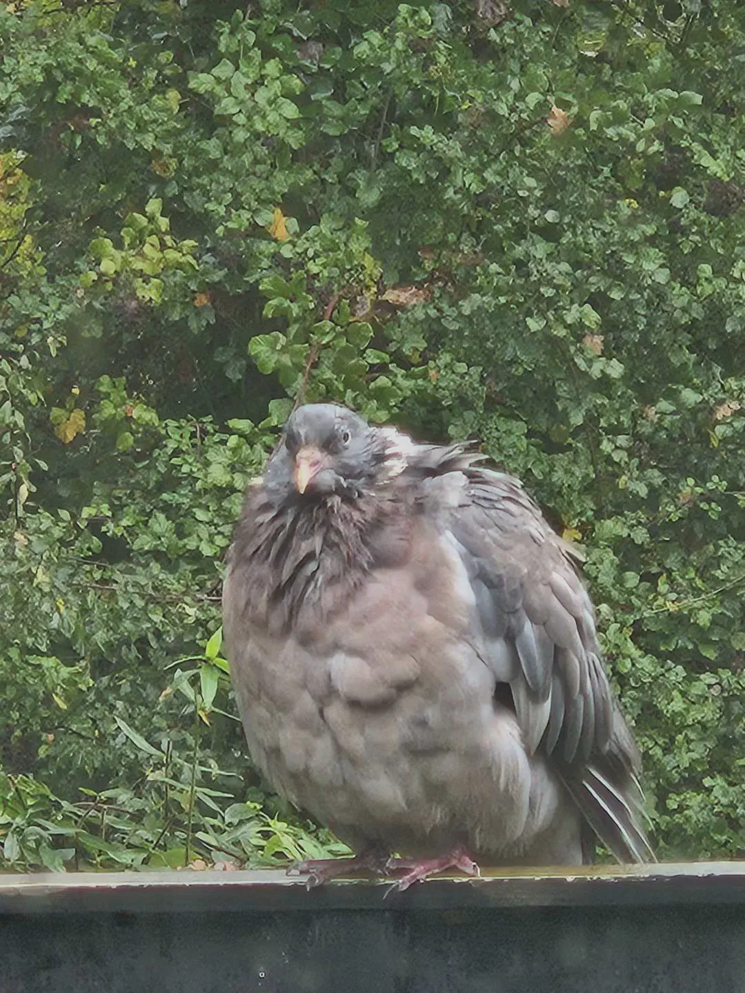 13 Massive Oddities That Will Leave You in Awe! đ„ 28 Absolute Units of a pigeon