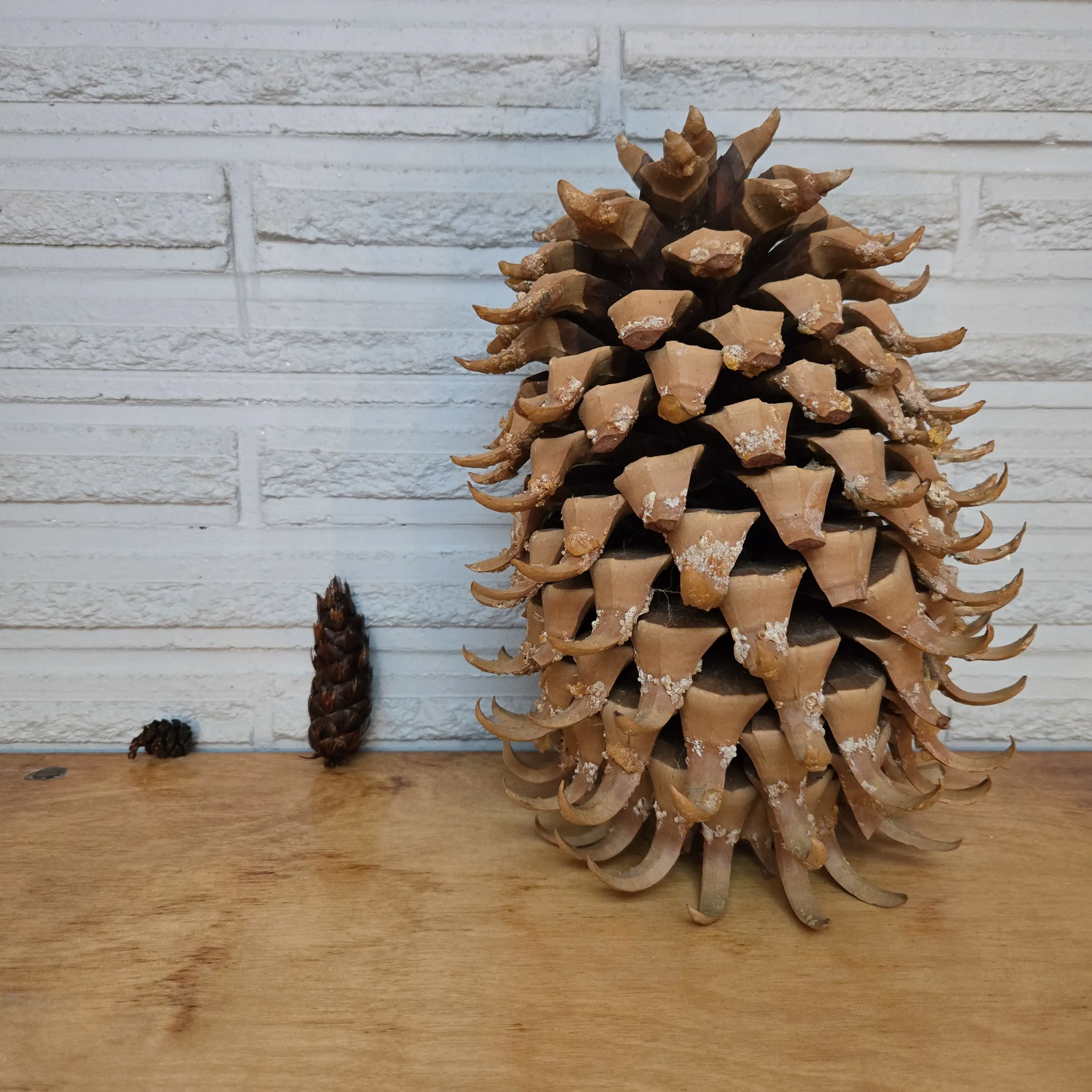 6 Mind-Blowing Oddities That Redefine Size Expectations! 🌟🤯 8 Absolute Units of a pinecone.