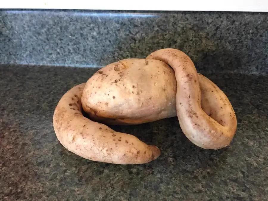 15 Mind-Blowing Oddities That Defy Size Expectations! 🔍🤯 31 Absolute Units of a potato