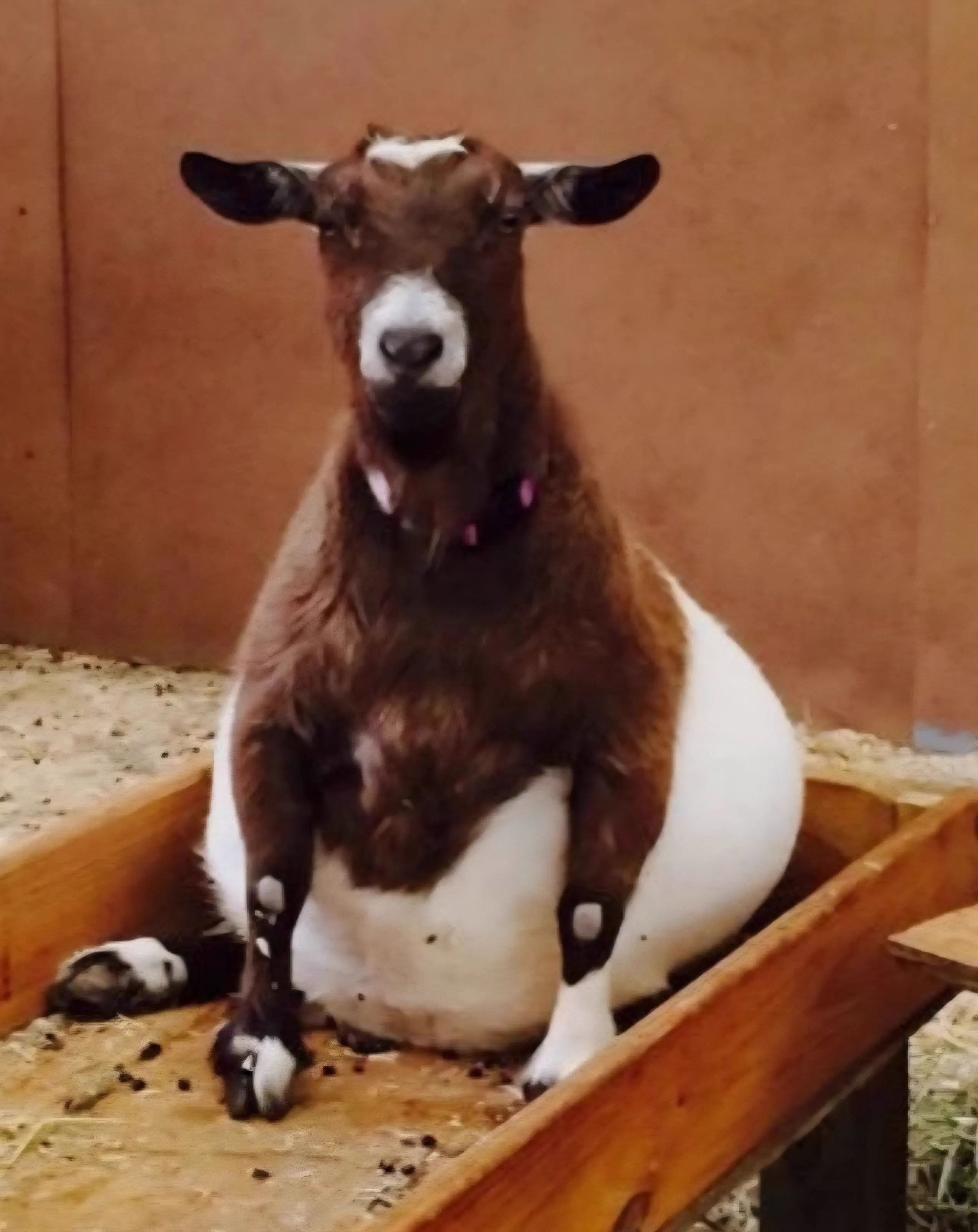 8 Absolute Units That Made Us Question Reality 🫣 11 Massive pregnant goat that looks impossibly round and wide