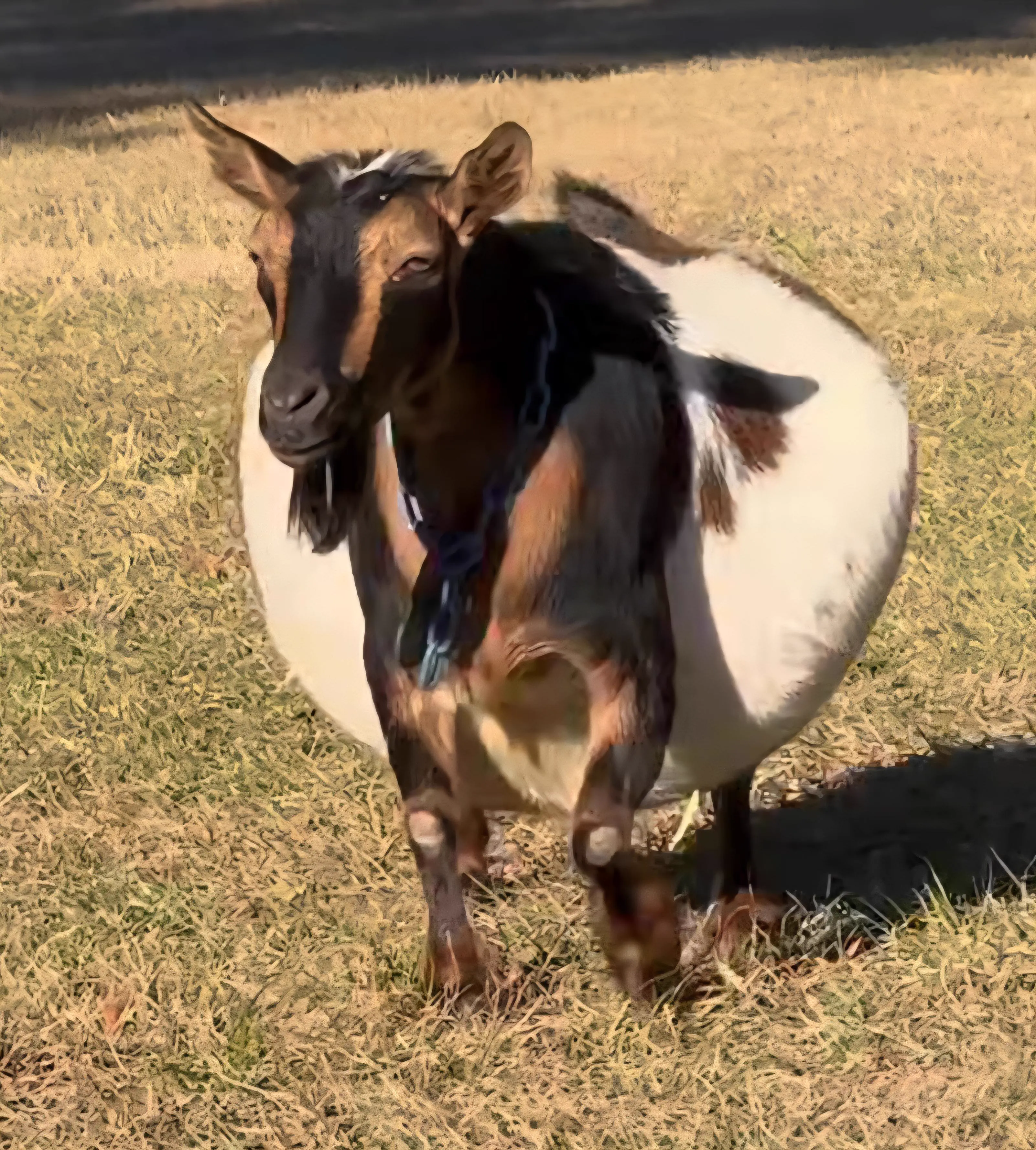 Discover 10 Incredible Absolute Units Beyond Belief! 🌍🐾 13 Absolute Units of a pregnant goat