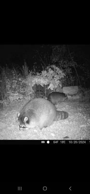 8 Unbelievable Oddities That Redefine What Size Means! 🌍🤯 11 Absolute Units of a raccoon