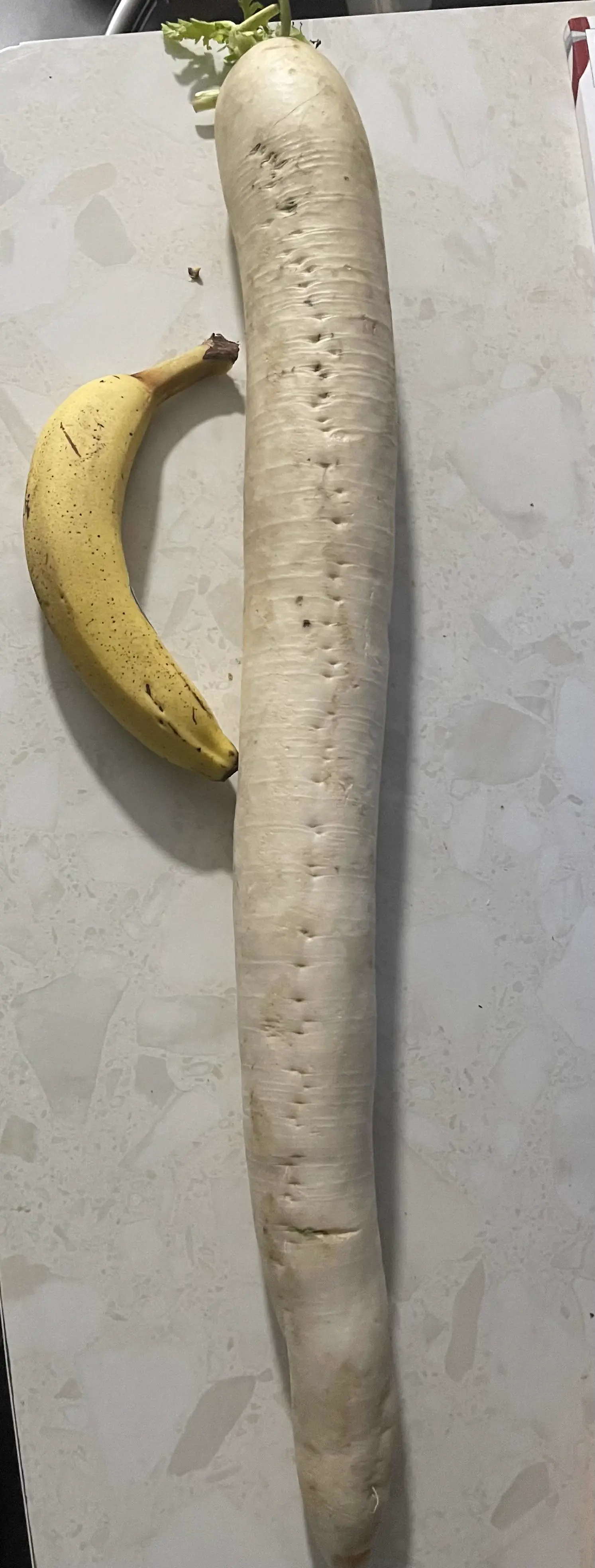 9 Hilarious Absolute Units That Will Leave You Laughing! đ 13 Absolute Units of a radish