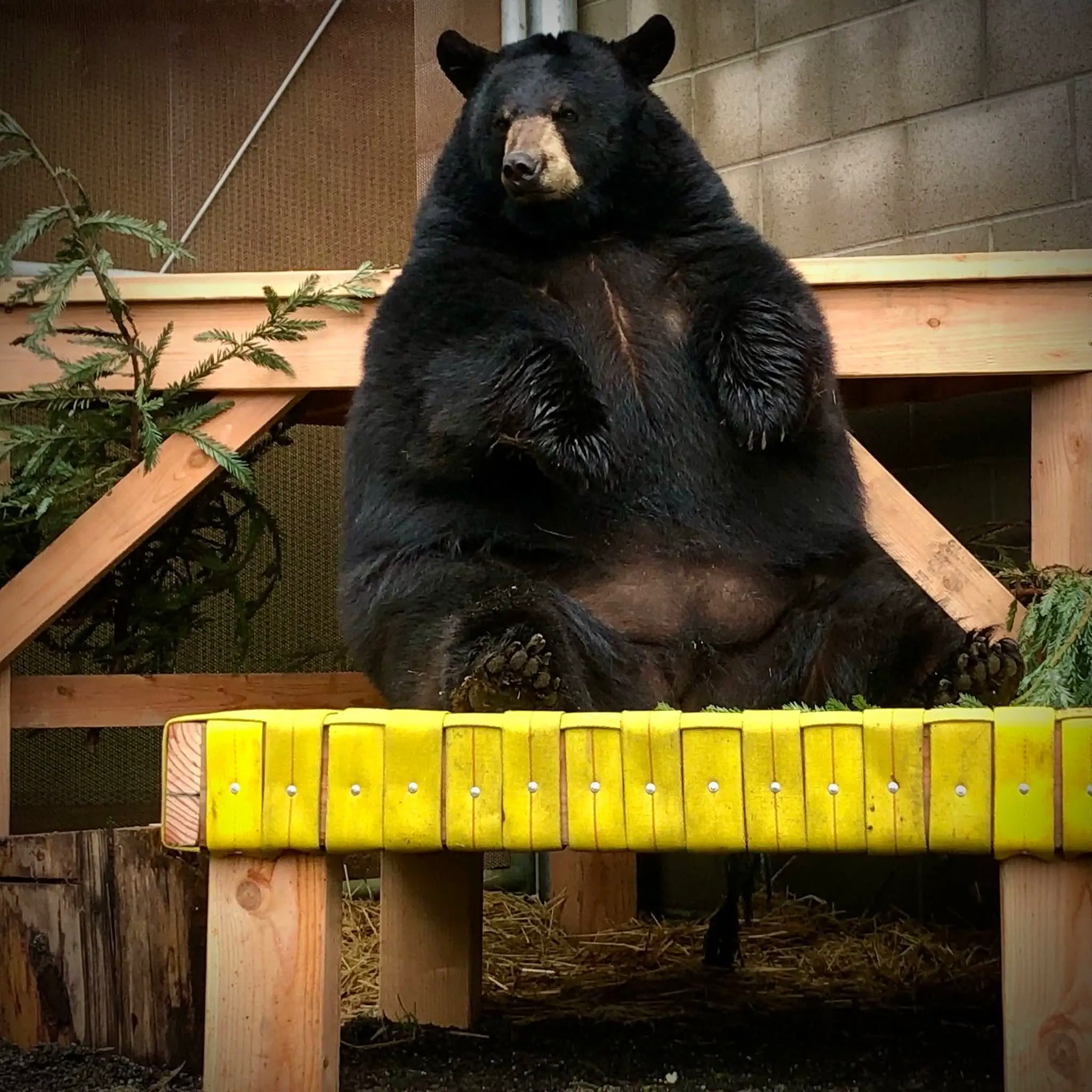 12 Extraordinary Giants That Will Challenge Your Expectations! đ 19 Absolute Units of a rescue bear