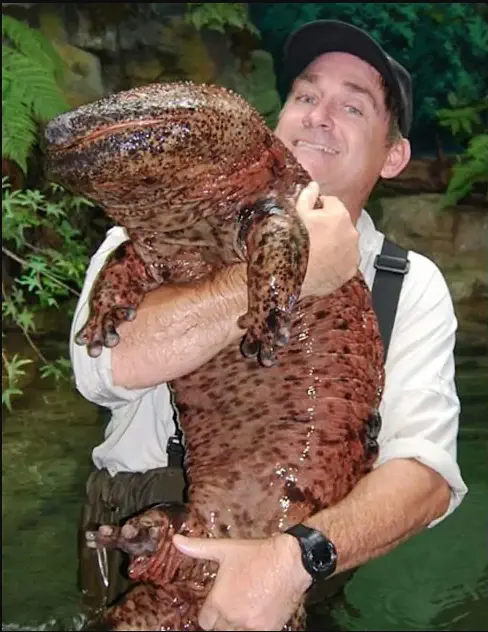 9 Hilarious Absolute Units That Will Leave You Laughing! đ 15 Absolute Units of a salamander