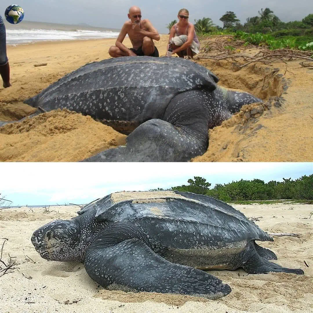 12 Unforgettable Absolute Units Redefining 'Massive'! đ 27 Absolute Units of a sea turtle