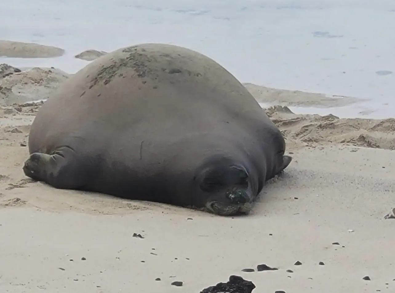 15 Insanely Huge Oddities That Will Leave You Stunned! 🤯 18 Absolute Units of a seal