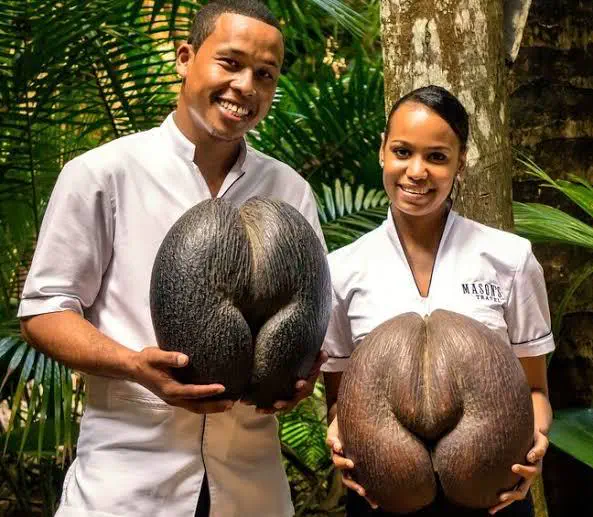 12 Extraordinary Giants That Will Challenge Your Expectations! đ 21 Absolute Units of a seed