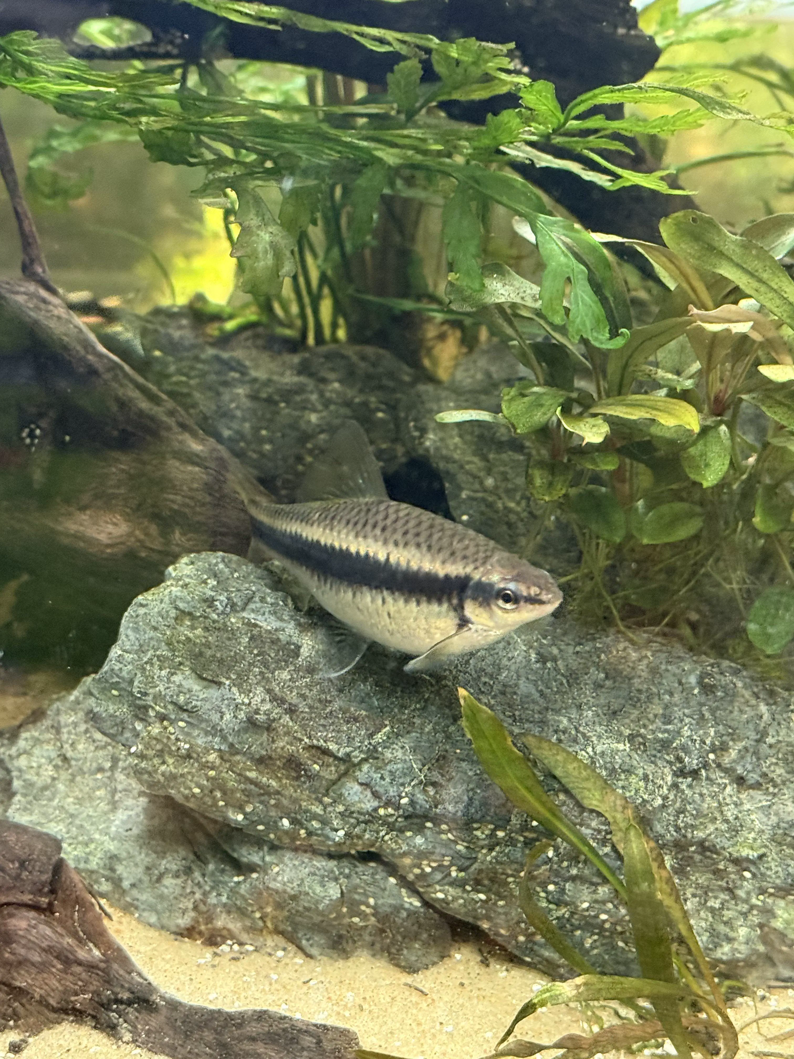 10 Breathtaking Oddities Exceeding Your Size Expectations! đ€Żđ 15 Absolute Units of a Siamese Algae Eater