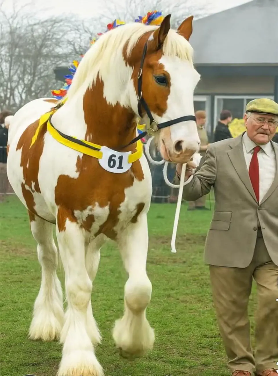 12 Unforgettable Absolute Units Redefining 'Massive'! đ 24 Absolute Units of a skewbald horse