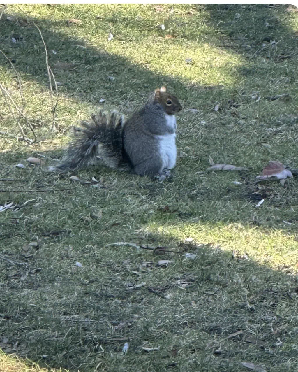 13 Massive Oddities That Will Leave You in Awe! đ„ 17 Absolute Units of a squirrel