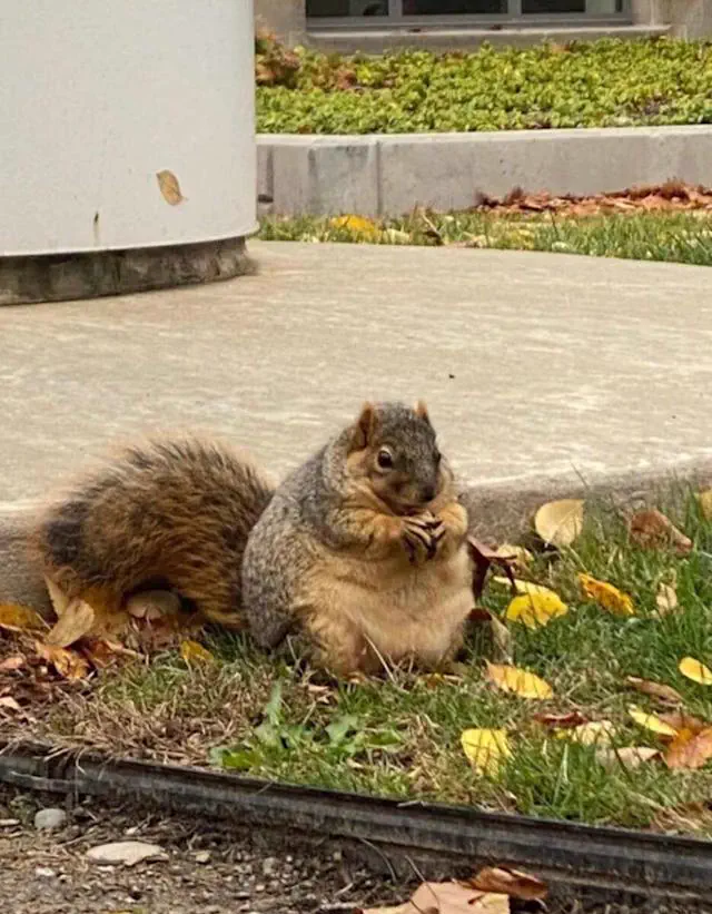 15 Bizarre Absolute Units That Will Bend Your Mind! đ€đ 18 Absolute Units of a squirrel
