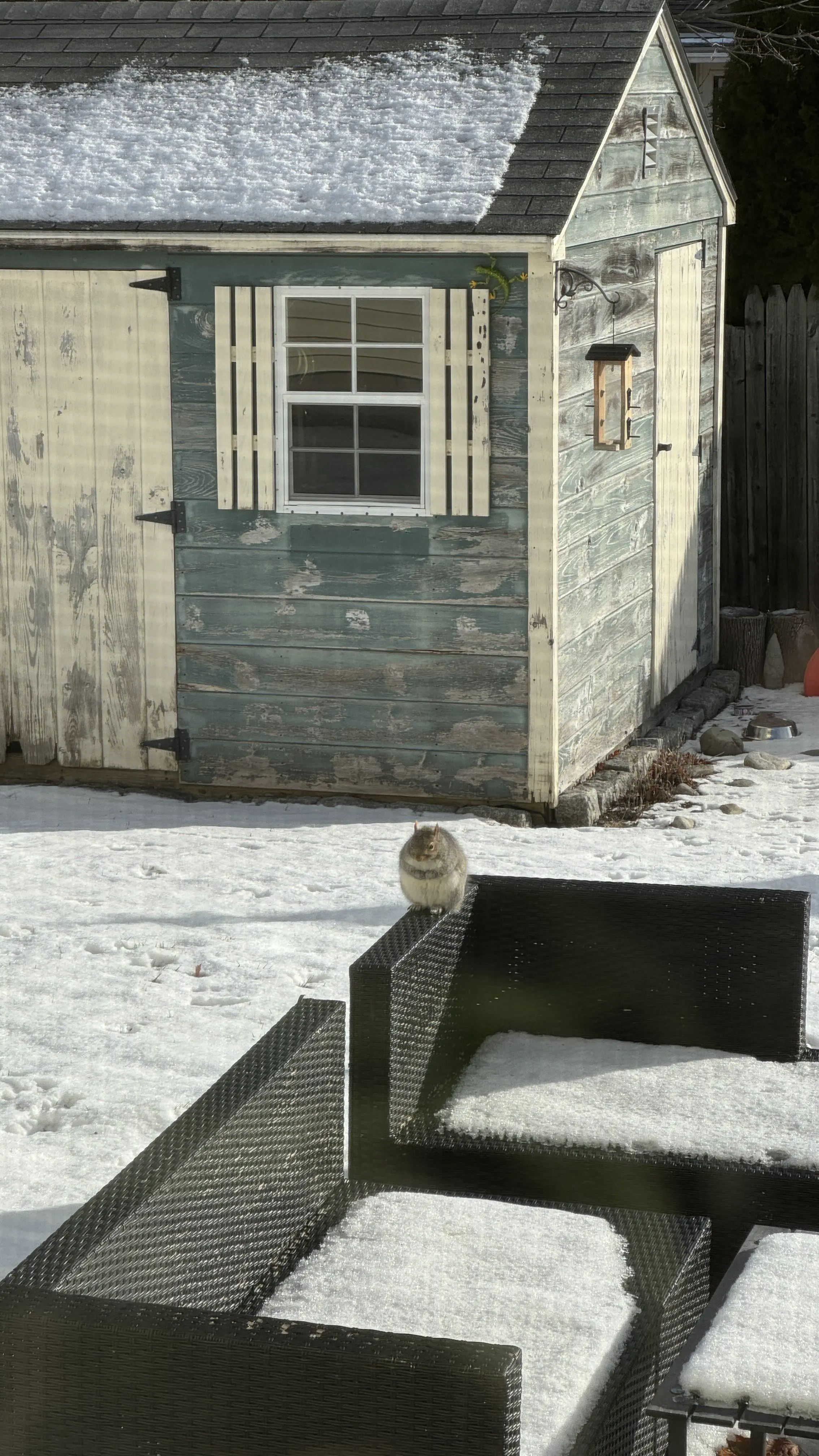 12 Extraordinary Giants That Will Challenge Your Expectations! đ 22 Absolute Units of a squirrel in my backyard