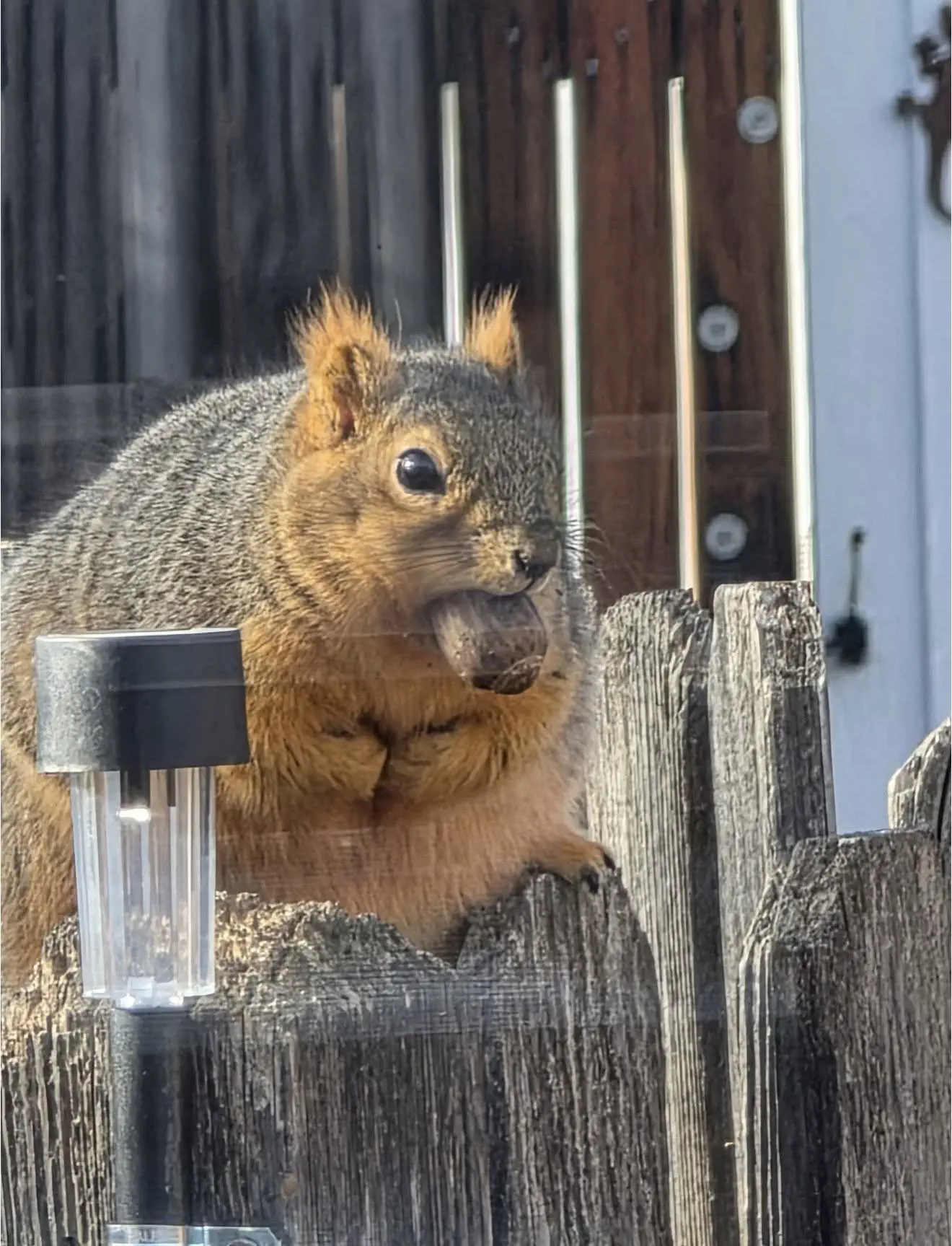 15 Insanely Huge Oddities That Will Leave You Stunned! 🤯 24 Absolute Units of a Squirrel 🐿️
