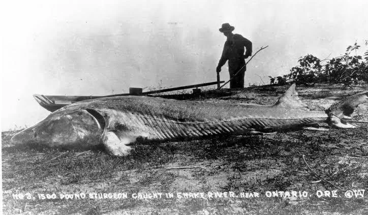 15 Bizarre Absolute Units That Will Bend Your Mind! đ€đ 20 Absolute Units of a sturgeon