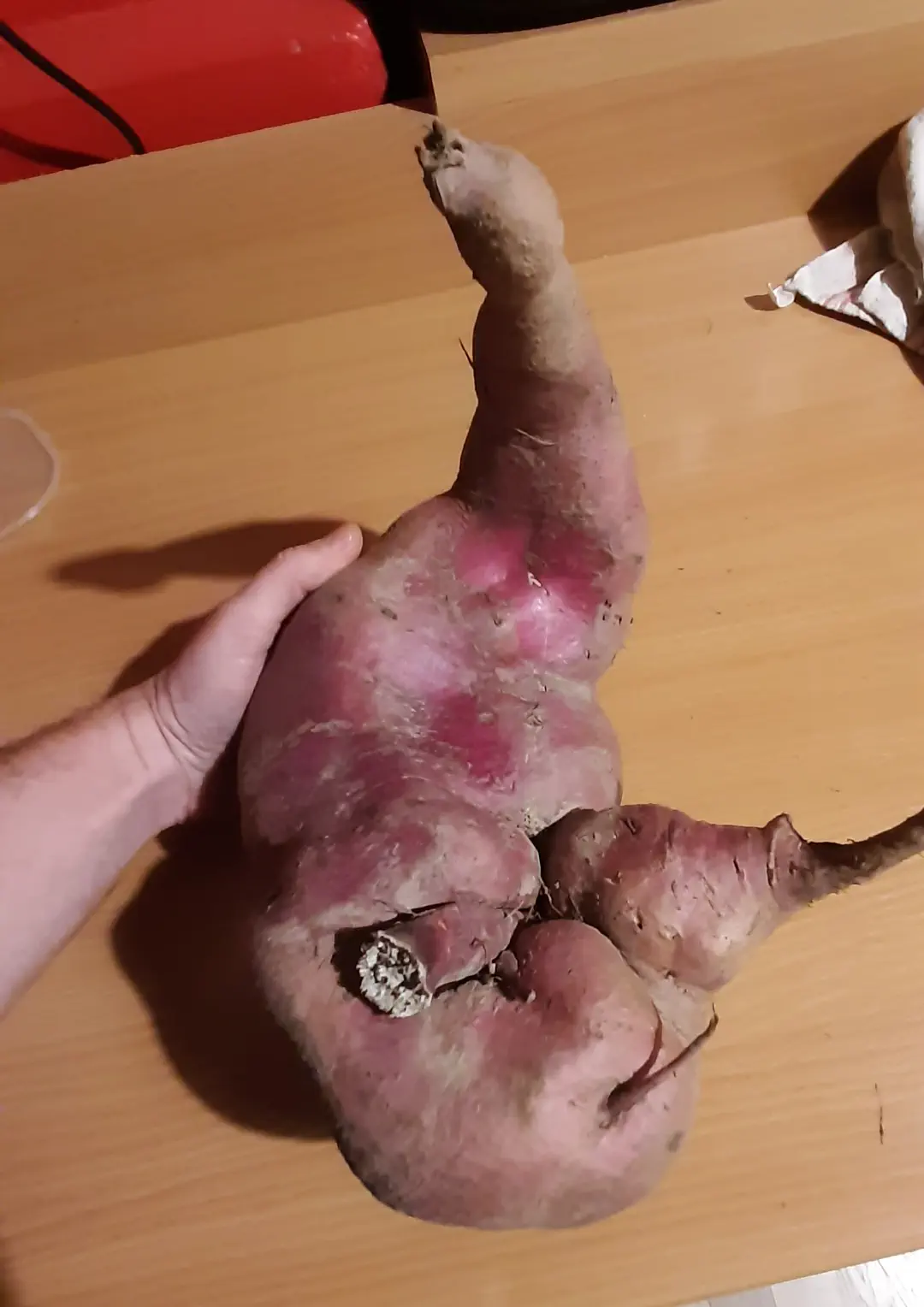 Exploring 10 Unbelievable Absolute Units That Will Amaze You! đ 14 Absolute Units of a Sweet Potatoe