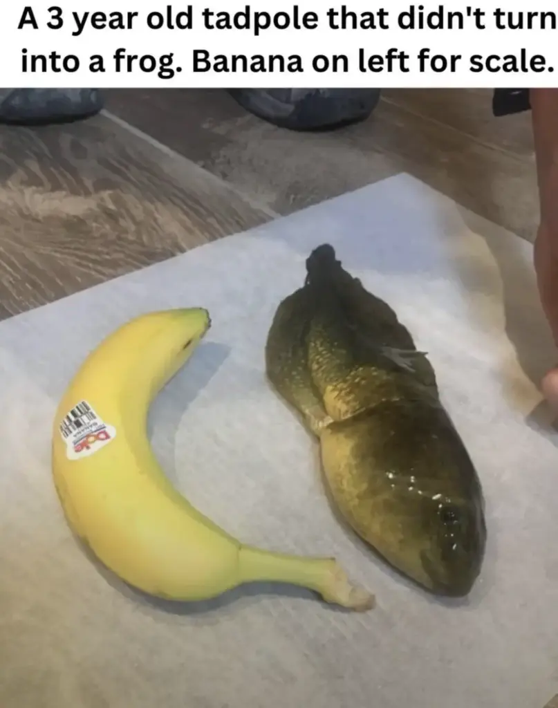 9 Mind-Blowing Huge Oddities You Have to Check Out! đ€Żđ 11 absolute units of a tadpole