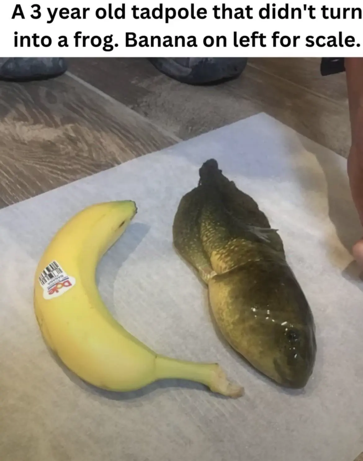 9 Mind-Blowing Huge Oddities You Have to Check Out! đ€Żđ 14 Absolute Units of a tadpole