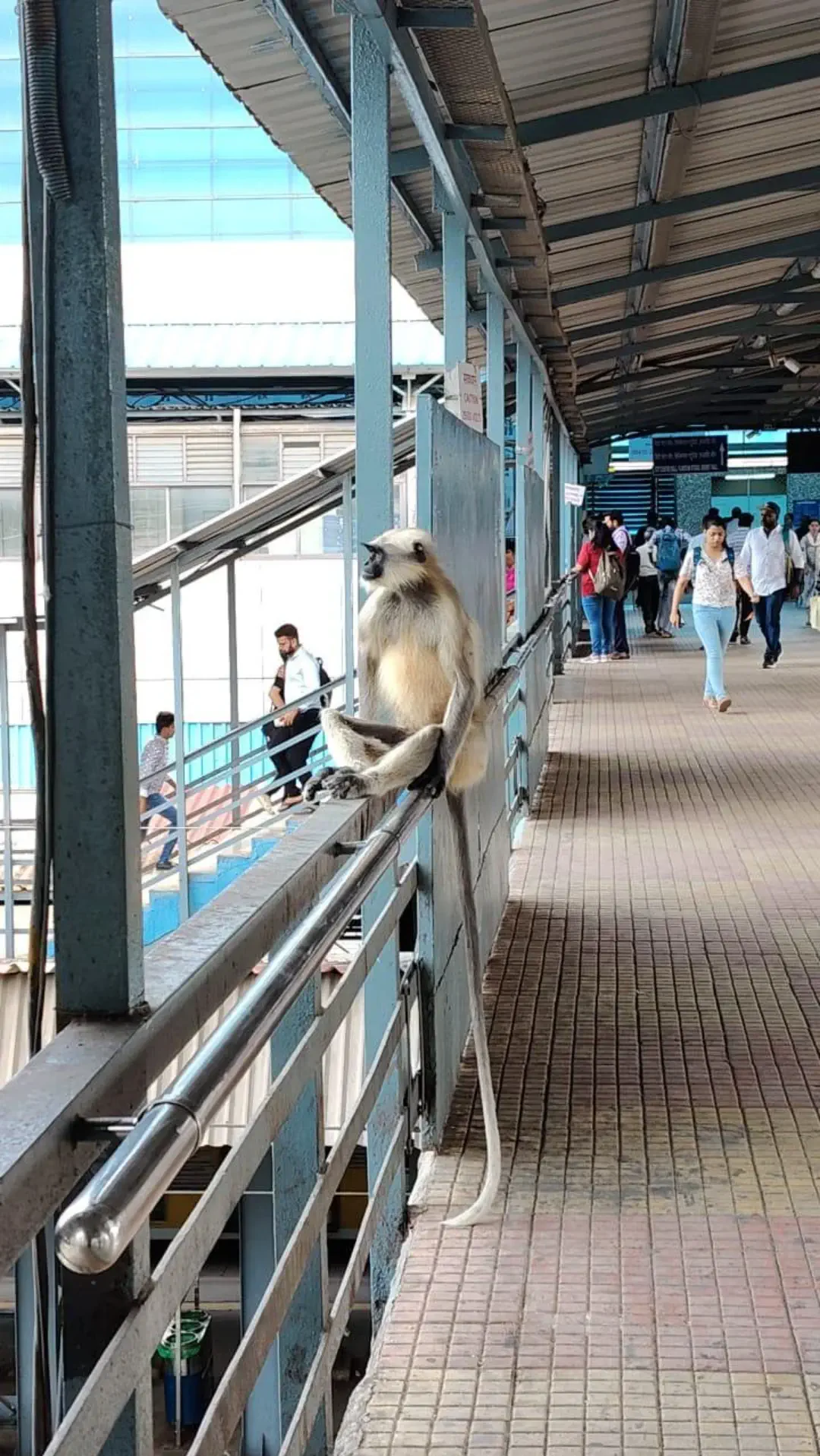 13 Massive Oddities That Will Leave You in Awe! đ„ 19 Absolute Units of a Tail