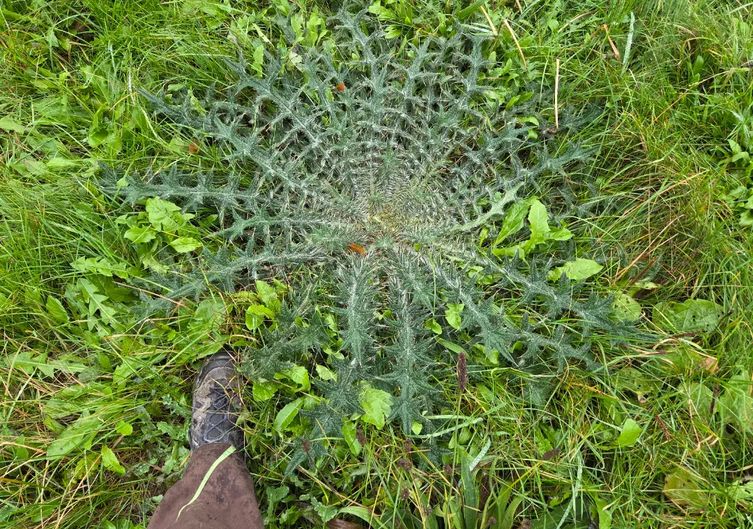 Unveiling 12 Enormous Oddities That Challenge Size Norms! đ 17 Absolute Units of a thistle