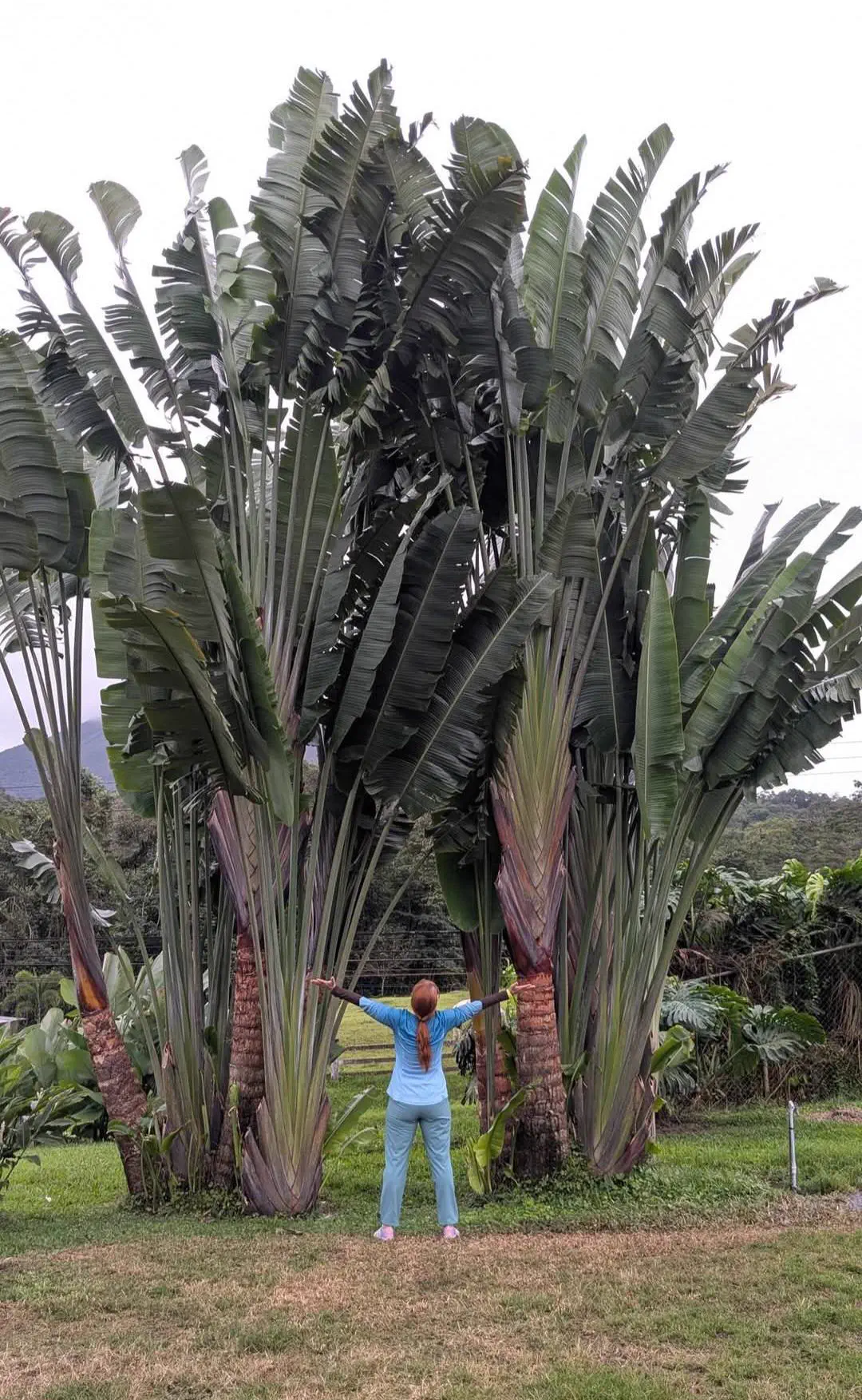 Discover 10 Incredible Absolute Units Beyond Belief! 🌍🐾 16 Absolute Units of a travelers palm