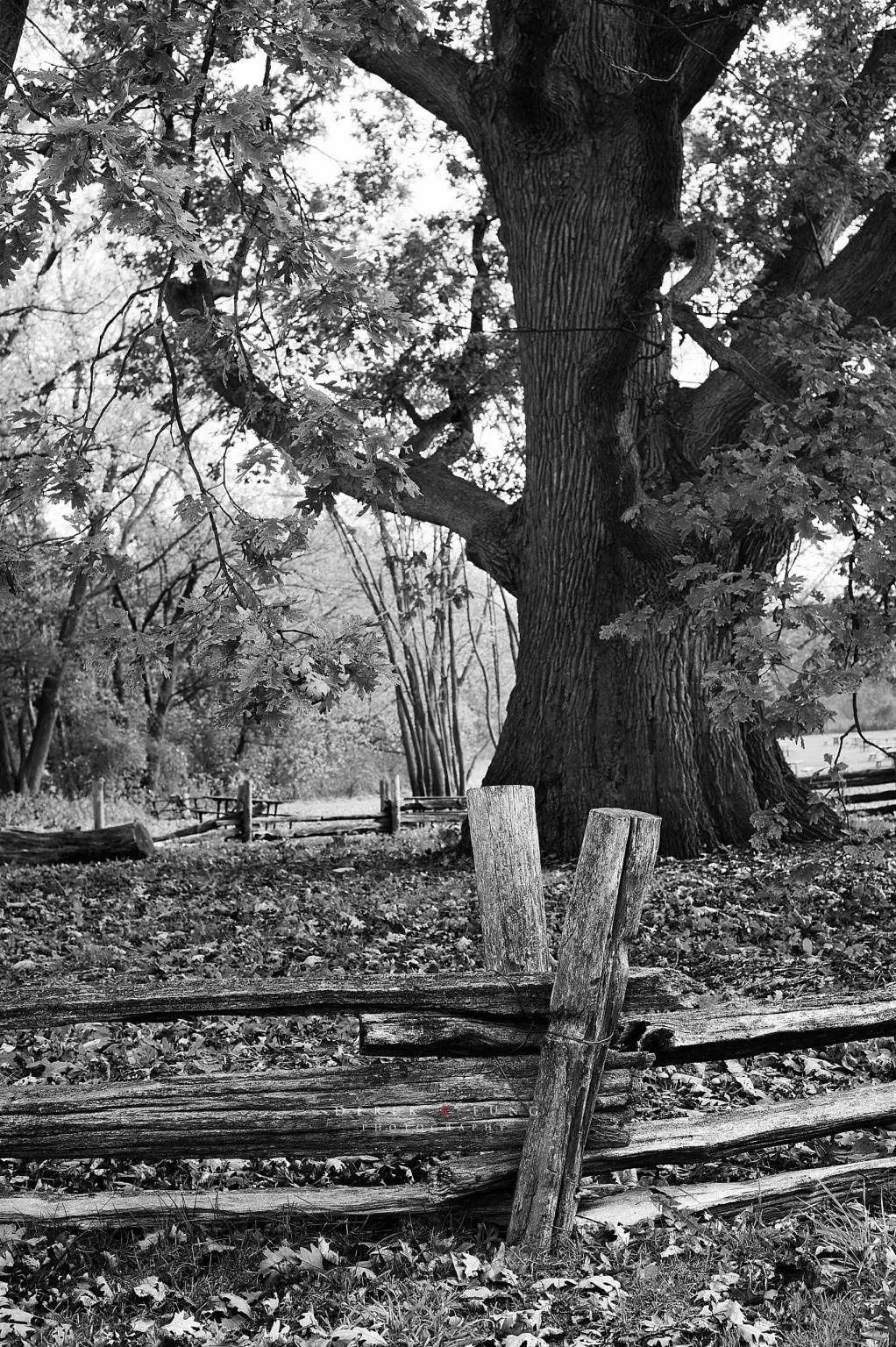13 Massive Oddities That Will Leave You in Awe! đ„ 27 Absolute Units of a tree