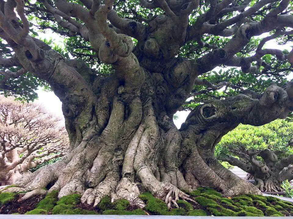 6 Outrageously Large Oddities That Will Test Your Mind! 🤯 12 Absolute Units of a tree