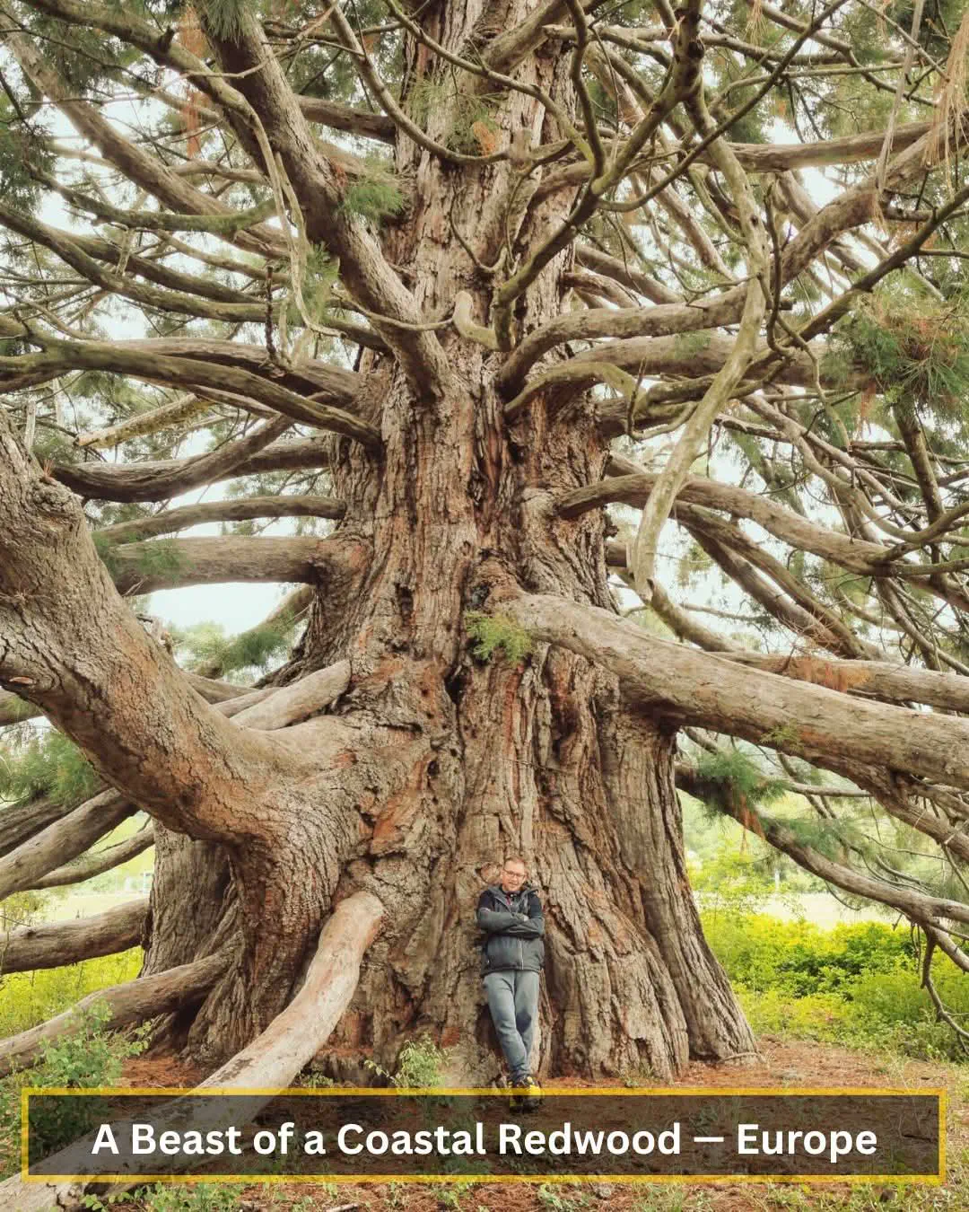 12 Mind-Bending Absolute Units You Need to Witness! 🤯 22 Absolute Units of a tree