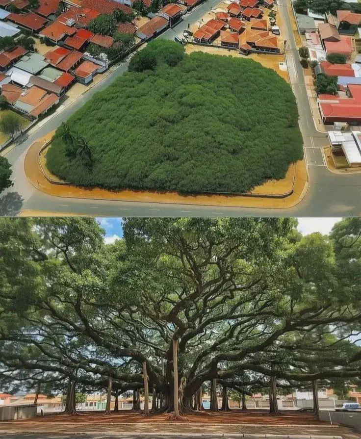 12 Mind-Bending Absolute Units You Need to Witness! 🤯 27 Absolute Units of a tree