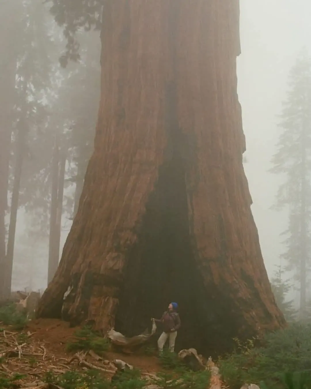9 Mind-Blowing Huge Oddities You Have to Check Out! đ€Żđ 17 Absolute Units of a tree