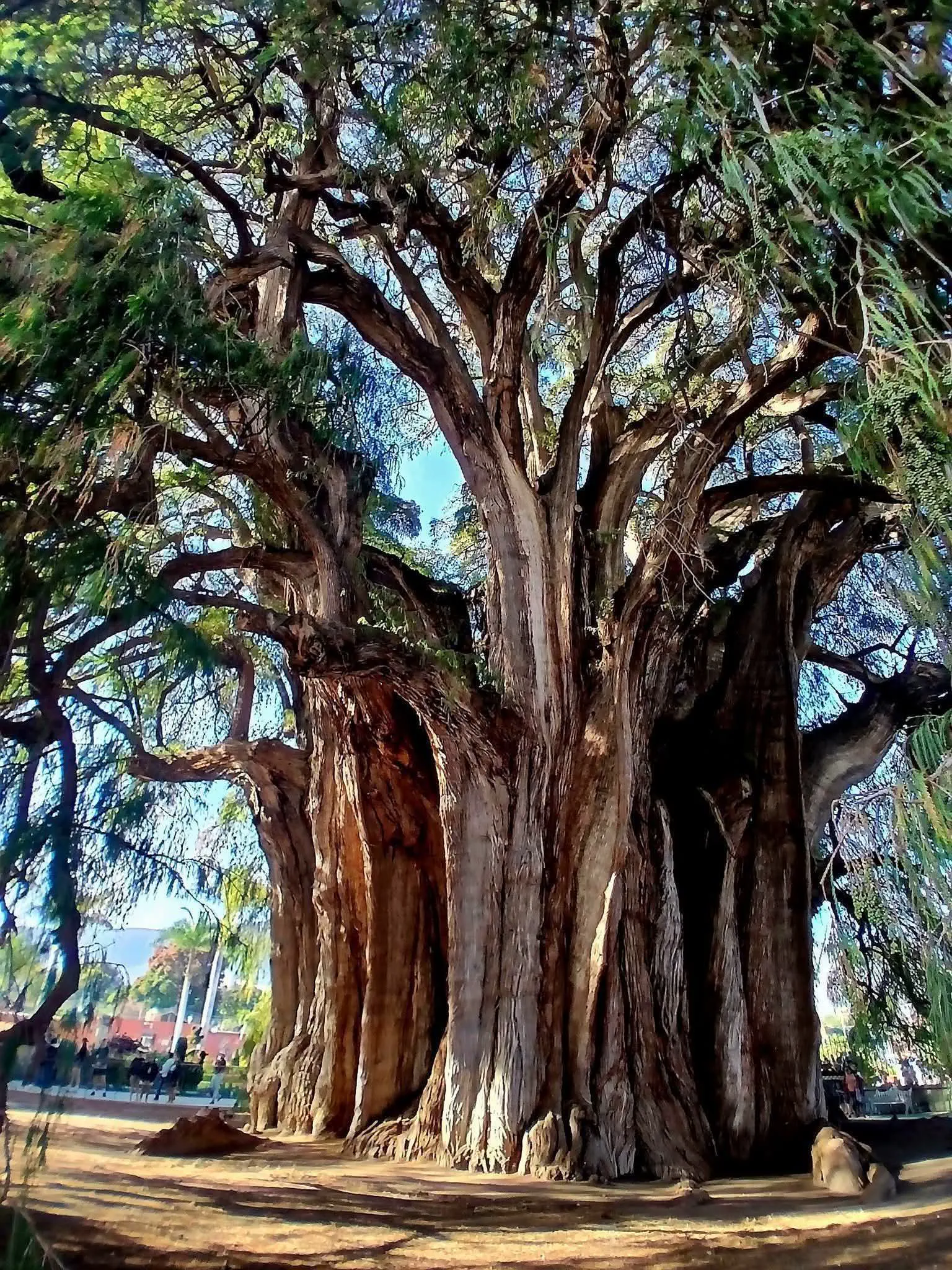 9 Mind-Blowing Huge Oddities You Have to Check Out! đ€Żđ 18 Absolute Units of a tree