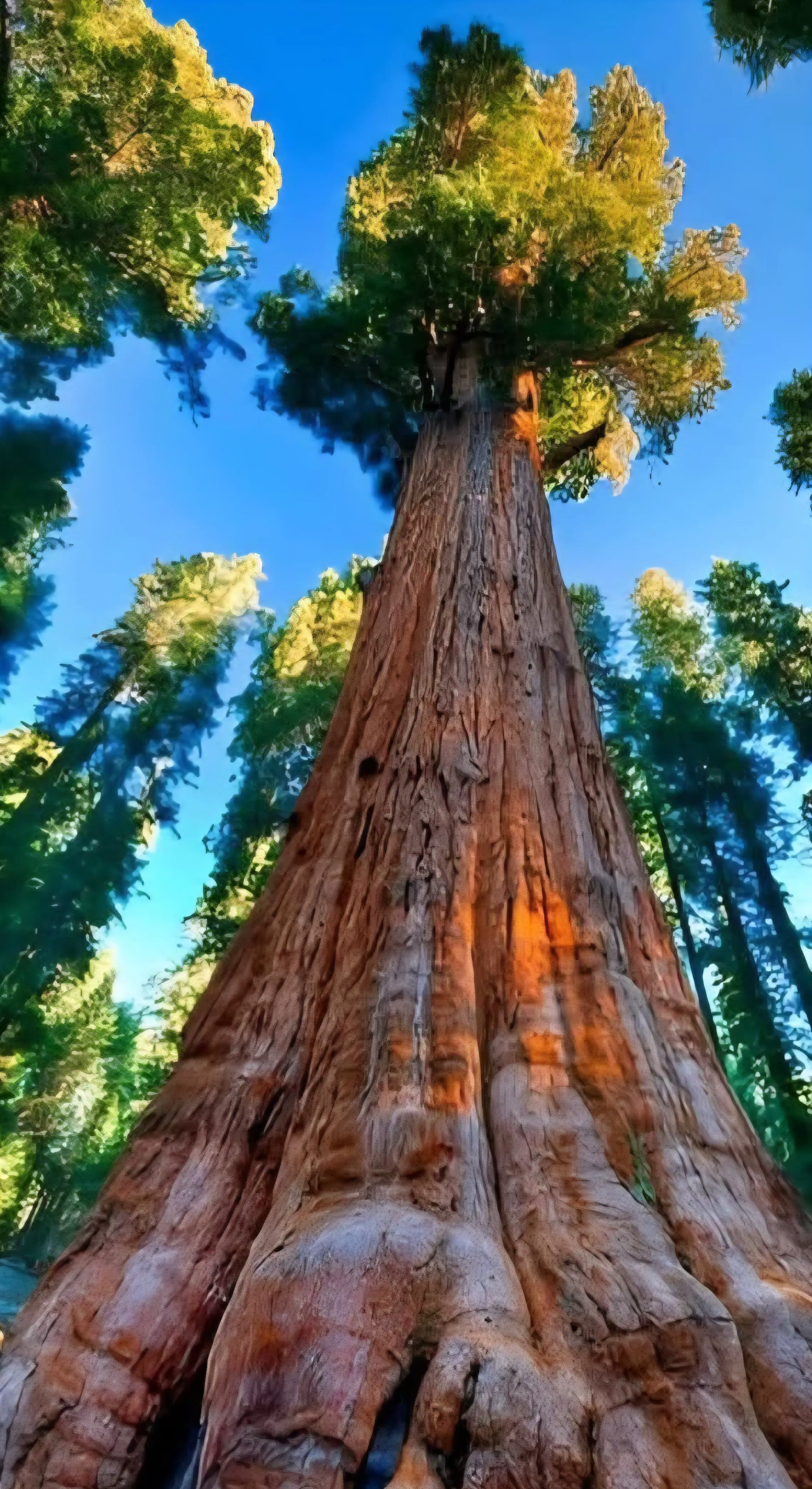13 Massive Oddities That Will Leave You in Awe! đ„ 25 Absolute Units of a tree