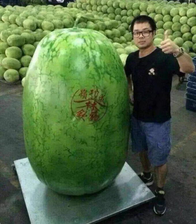 10 Mind-Blowing Absolute Units You Never Knew Existed! 🤯 19 Absolute Units of a watermelon