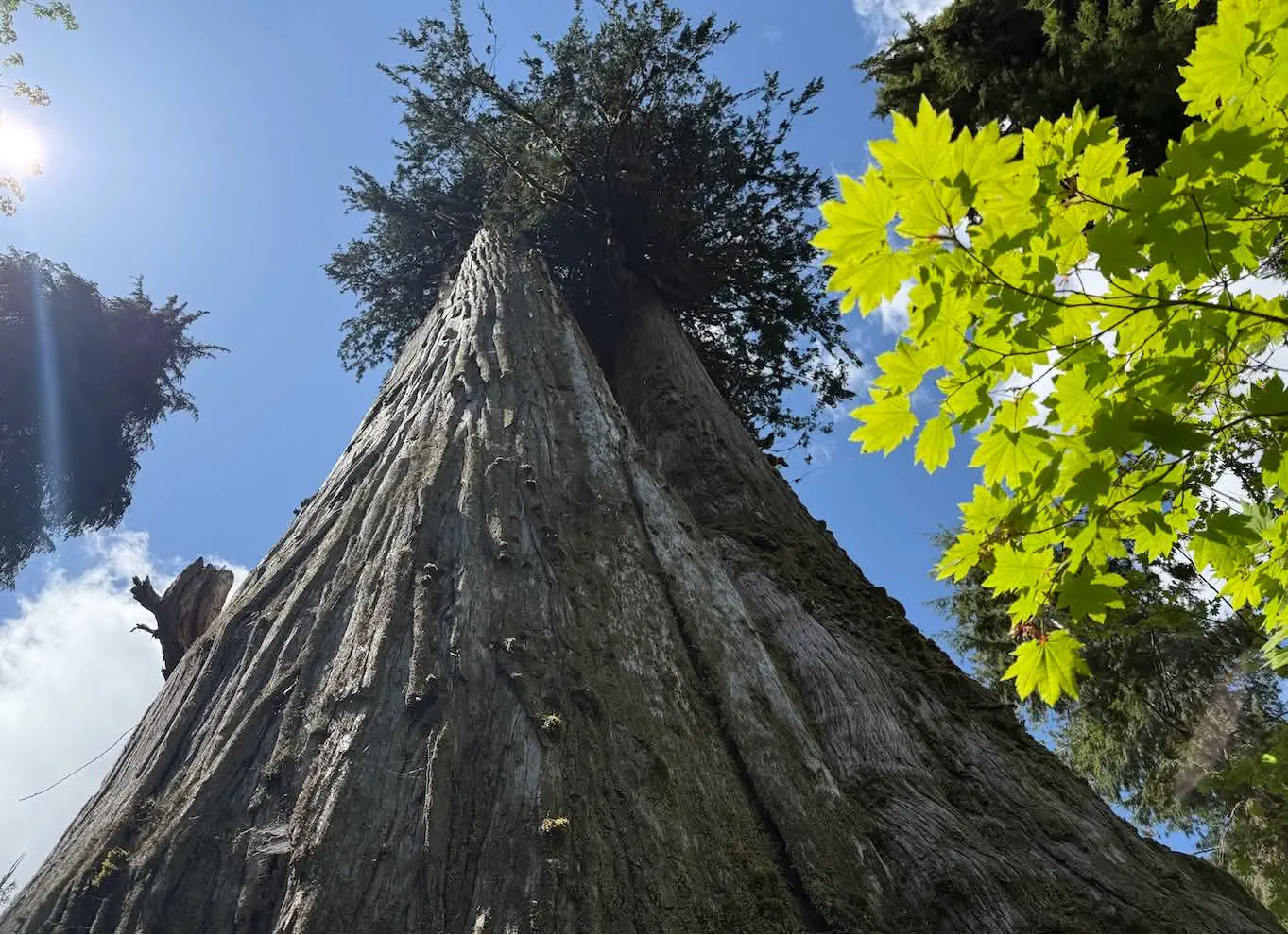 10 Breathtaking Oddities Exceeding Your Size Expectations! đ€Żđ 16 Absolute Units of a western cedar