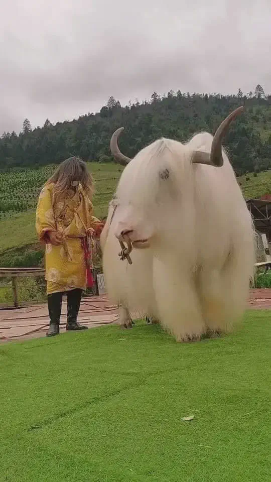 10 Epic Oversized Wonders You Have to Discover! 🐾✨ 17 Absolute Units of a white yack