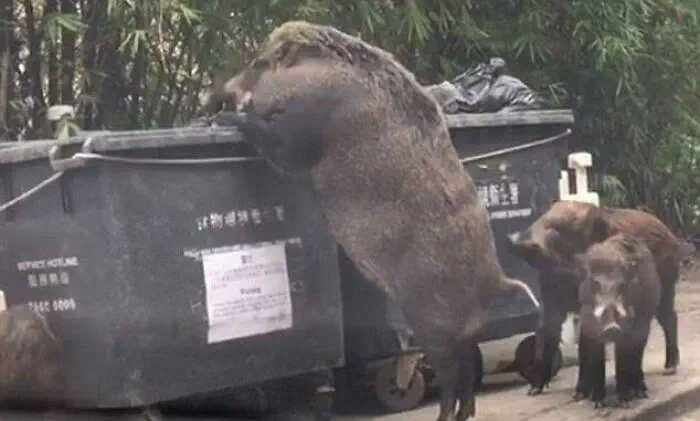 10 Epic Oversized Wonders You Have to Discover! 🐾✨ 18 Absolute Units of a wild boar