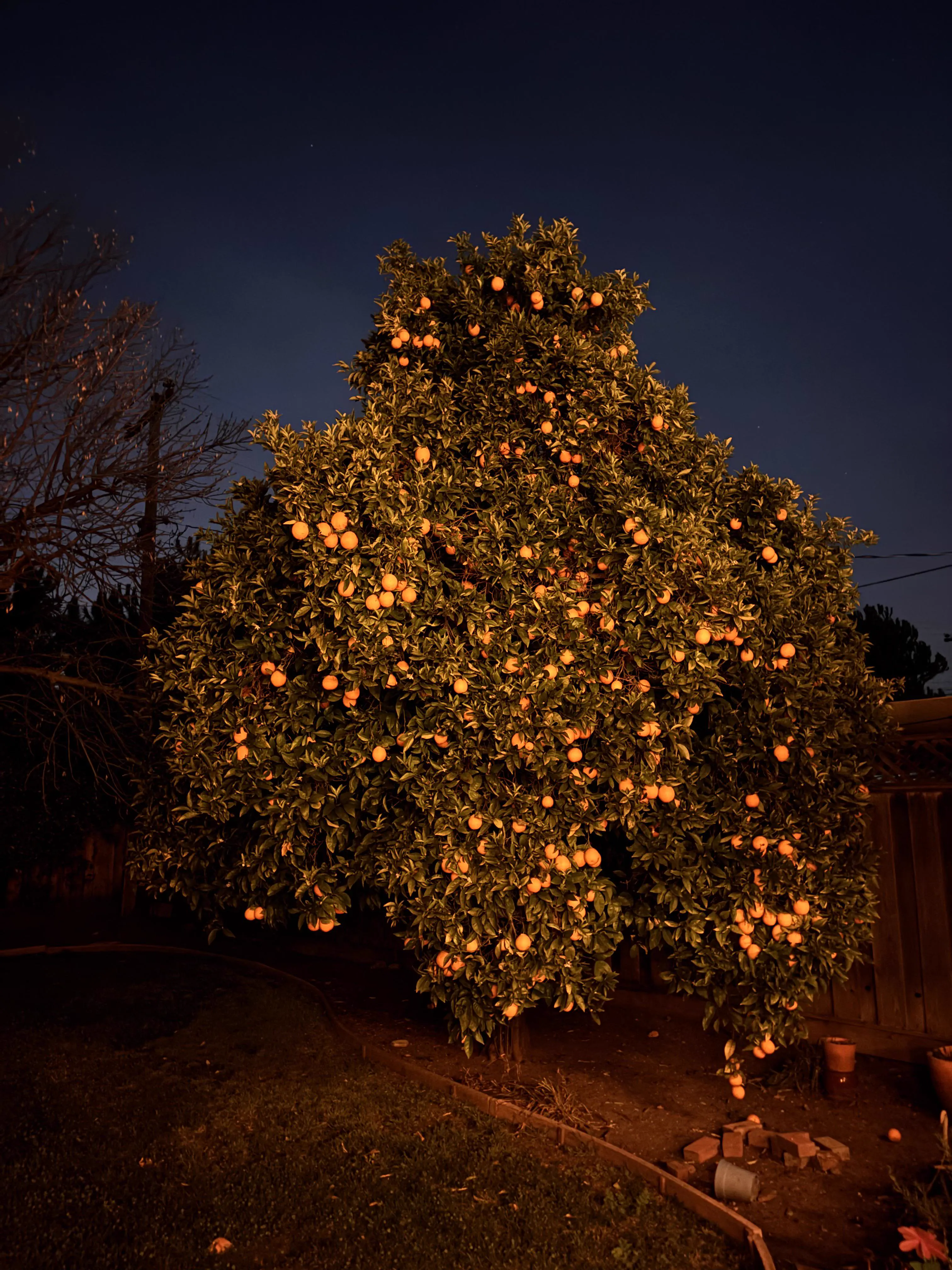 Unveiling 8 Monstrous Oddities That Will Amaze You! 🌍🤯 16 Absolute Units of a winter orange tree
